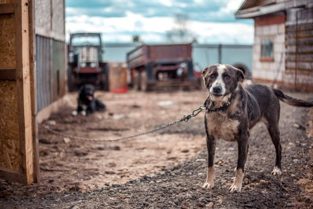 ¿Qué acciones se deben tomar para denunciar casos de maltrato animal? - 1, Foto 1