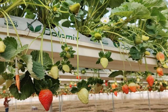 Aspectos a considerar cuando se planta en un invernadero con bolsas de cultivo - 1, Foto 1