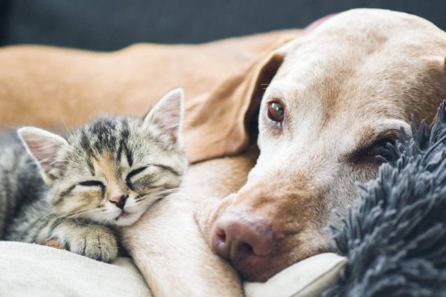 Mejorar la salud de las mascotas con aromaterapia para perros y gatos de la mano de Mooiza - 1, Foto 1