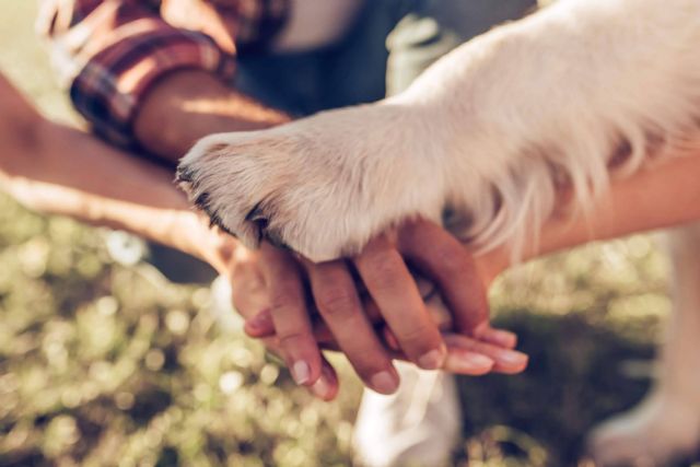 El estrés de las personas se puede contagiar a sus mascotas - 1, Foto 1