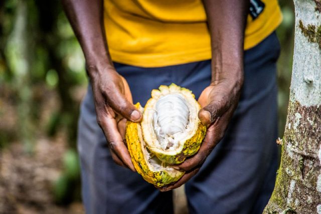 Oikocredit apuesta por la inclusión financiera para preservar el futuro del cacao - 1, Foto 1