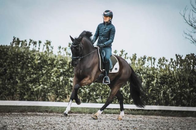 Cal Rei, especializada en la confección de mantillas para caballos con tejido técnico, estrena nueva página web - 1, Foto 1