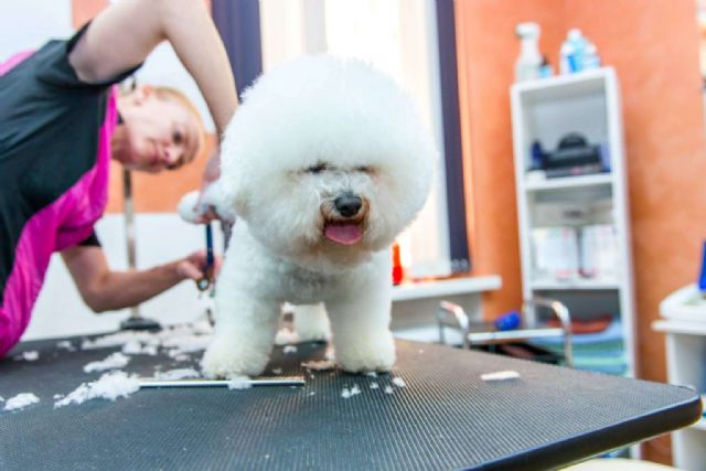 Formarse como peluquero canino en VetFormación - 1, Foto 1