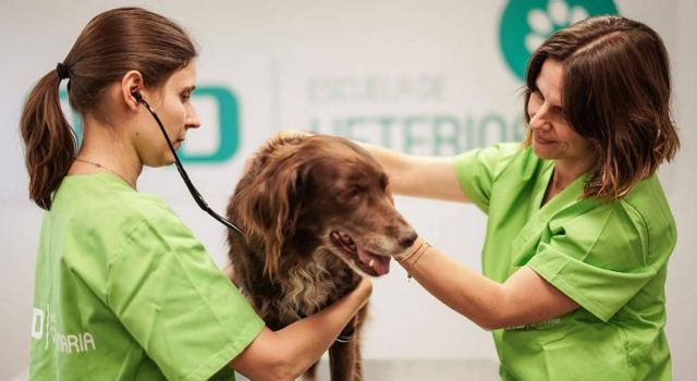 ¿Cuáles son 6 de los mejores cursos de veterinaria para encontrar empleo en el sector? de la mano de MasterD - 1, Foto 1