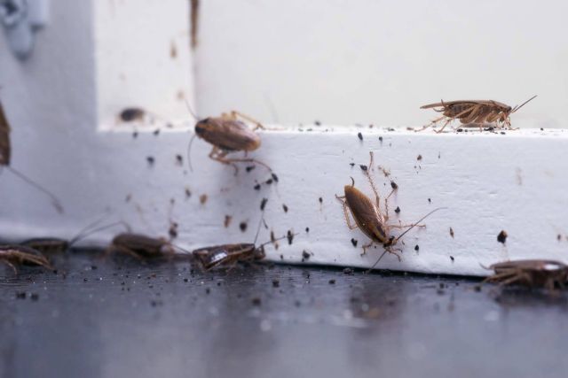 ¿Cómo fumigar cucarachas?, por la empresa Pineda Servicios Integrados - 1, Foto 1