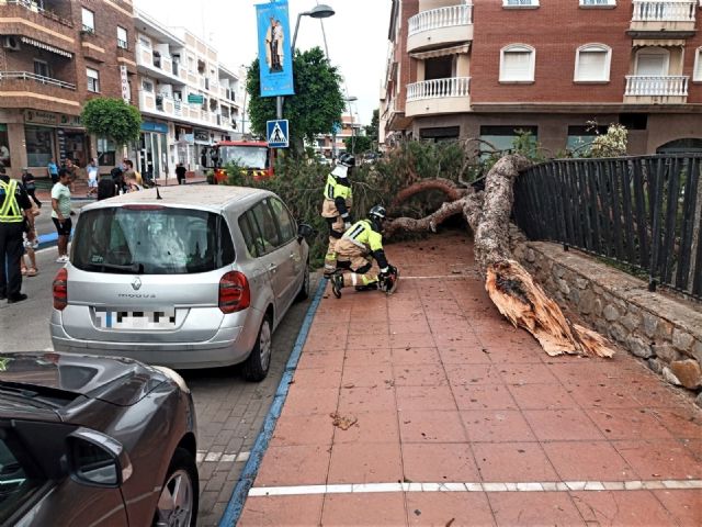 Dos personas heridas al desplomarse un gran árbol en Santiago de la Ribera - 1, Foto 1