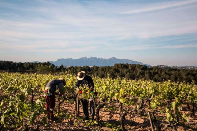 Una experiencia auténtica y libre de químicos; los vinos ecológicos de Naturalovers Wine - 1, Foto 1