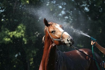 Bifeedoo confiesa los secretos para un cuidado óptimo de los animales de corral en verano - 1, Foto 1