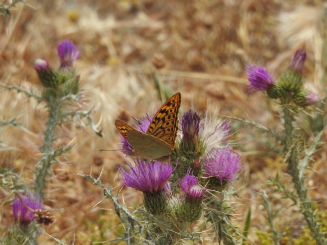 ADEL Sierra Norte explica cómo observar mariposas diurnas en verano - 1, Foto 1