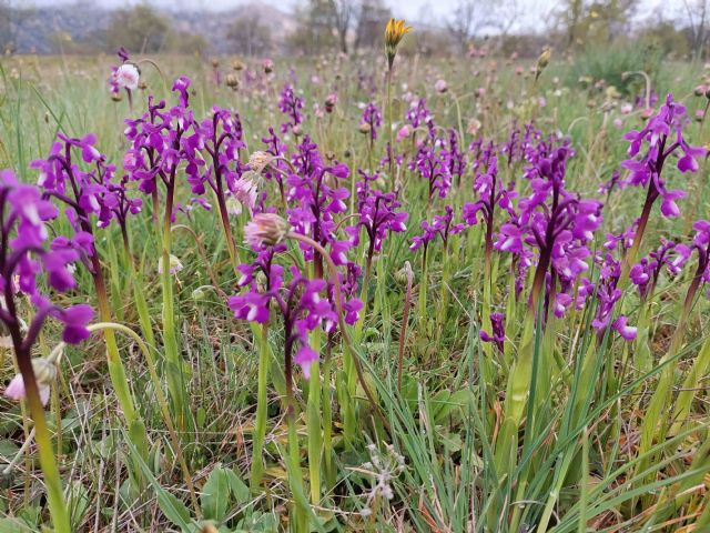 Las orquídeas silvestres son las bellas desconocidas de la Sierra Norte de Guadalajara - 1, Foto 1