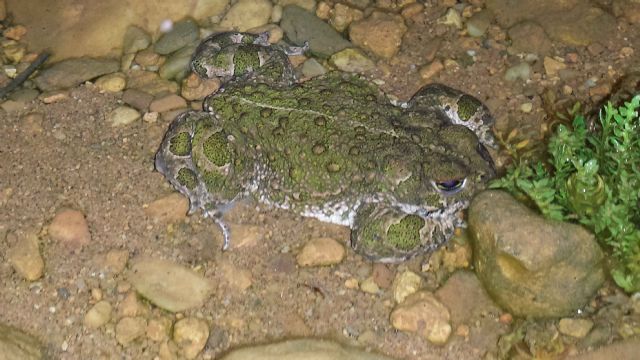 ADEL Sierra Norte destaca la importancia de proteger el hábitat de los anfibios protegidos de la zona - 1, Foto 1