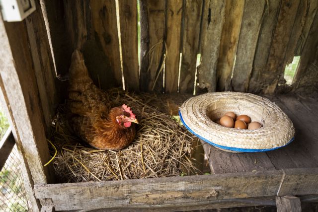 El pienso ecológico para gallinas ponedoras de Bifeedoo aporta una nutrición natural para conseguir huevos de mayor calidad y sabor - 1, Foto 1