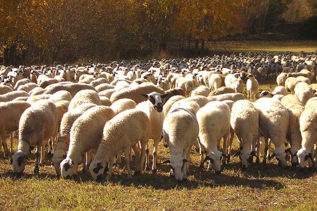 España recupera el estatus de país libre frente a la viruela ovina y caprina - 1, Foto 1