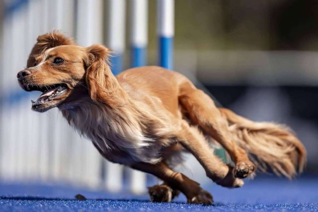 El campus en Barcelona L´Almozara Can Bosc ayuda a crear un vínculo con perros de razas fuertes - 1, Foto 1