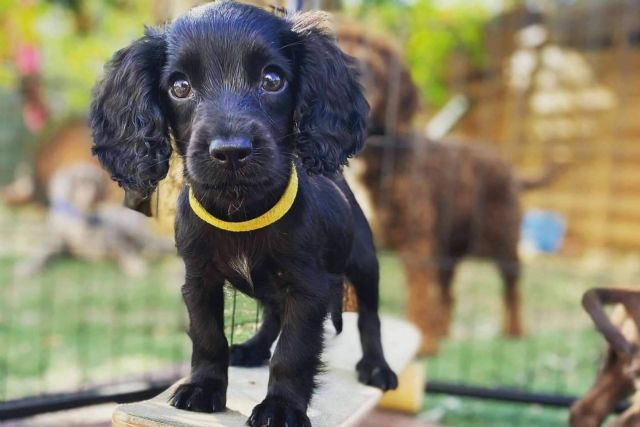 El club canino en Barcelona L´Almozara Can Bosc está especializado en adiestramiento de perros de trabajo - 1, Foto 1