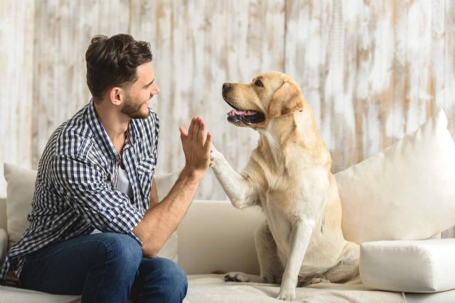 Con la nueva Ley de Bienestar Animal, ¿es obligatorio contratar un Seguro de Responsabilidad Civil? - 1, Foto 1