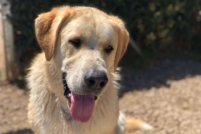 Los servicios del hotel residencia canina con piscina en Madrid - 1, Foto 1