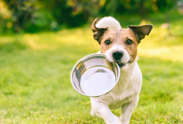 Cómo aliviar los problemas articulares en perros a través de la alimentación - 1, Foto 1