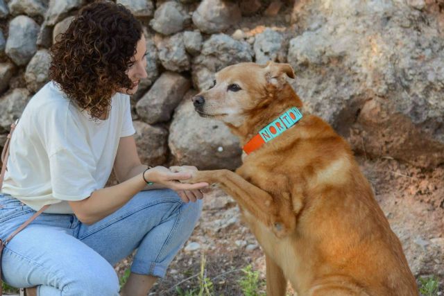 Seron Estilo ofrece collares perros personalizados - 1, Foto 1