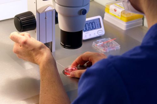 Científicos españoles descubren una técnica para seleccionar los mejores espermatozoides en las fecundaciones in vitro - 1, Foto 1