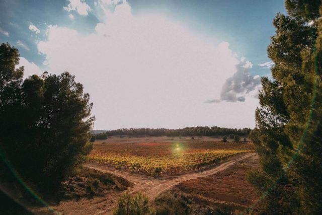 Bodegas Vegalfaro da una personalidad única a sus vinos con el cultivo ecológico - 1, Foto 1