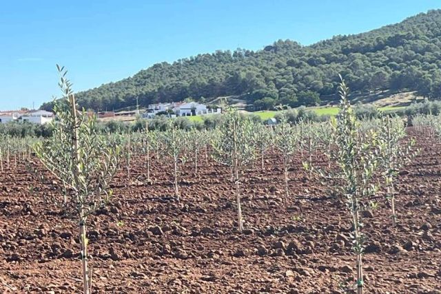 Los olivos de Arbequina en secano, cultivo mecanizado y sostenible - 1, Foto 1