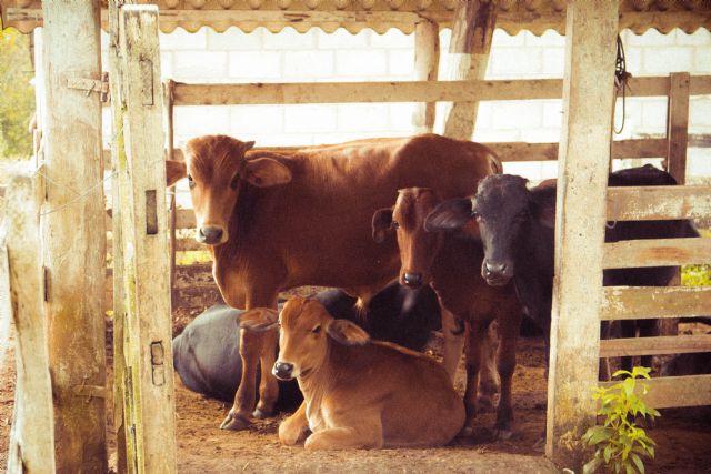 Bifeedoo lidera el rumbo sostenible con su pienso ecológico para vacas - 1, Foto 1