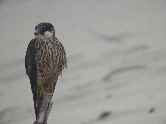 El papel de las aves rapaces en la Sierra Norte de Guadalajara - 1, Foto 1