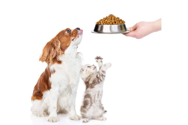 Los beneficios de la comida para perros y gatos de Can Xana - 1, Foto 1