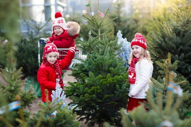 Navet ofrece una experiencia única con la compra de un verdadero árbol de Navidad - 1, Foto 1