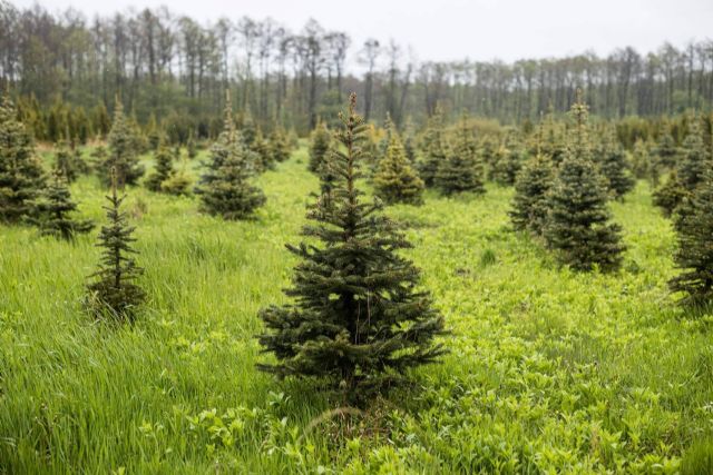 Navet ofrece árboles de Navidad naturales sostenibles - 1, Foto 1