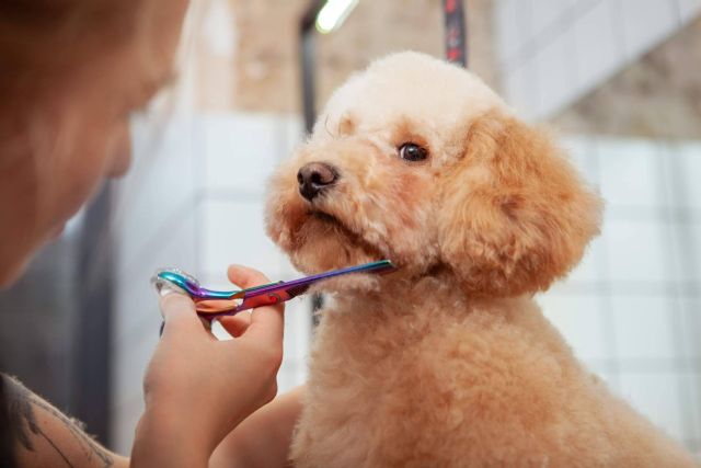 Los servicios de peluquería canina y felina que Narval Mascotas ofrece en Leganés - 1, Foto 1