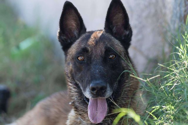 Monte Ida, residencia e instrucción canina - 1, Foto 1