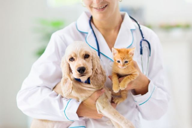 INDIBA potencia su división Animal Health basada en medicina regenerativa para caballos, perros y gatos - 1, Foto 1