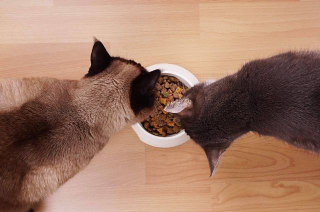 Era Pet Food cuenta con pienso para gatos adultos de alta calidad - 1, Foto 1