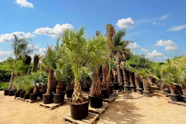 Tips para seleccionar palmeras para jardín, con Tropicalia Garden - 1, Foto 1