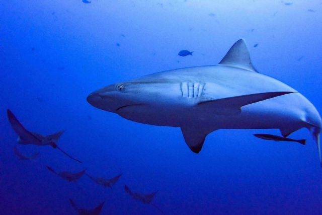 Realizar cursos de buceo en Maldivas y la posibilidad de observar tiburones, con Drop Dive Maldives - 1, Foto 1