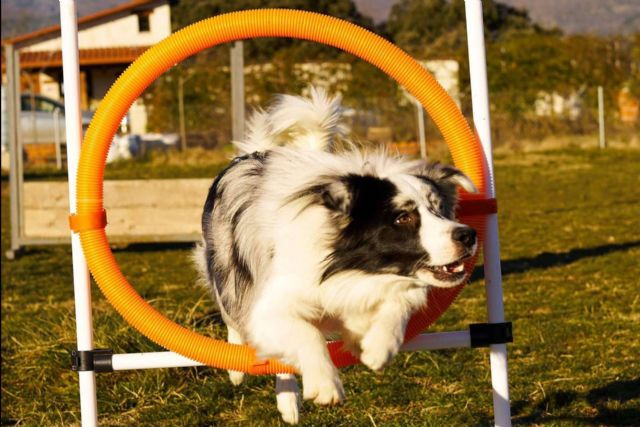 Una profesión de éxito y en pleno auge, adiestrador canino - 1, Foto 1