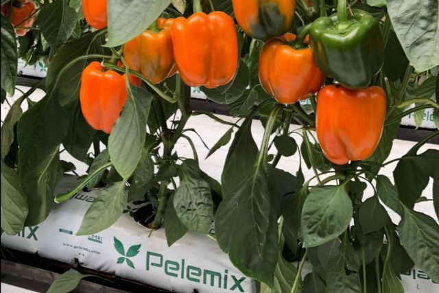 Producción y comercialización de sustratos de coco de calidad para la agricultura, de la mano de Pelemix - 1, Foto 1