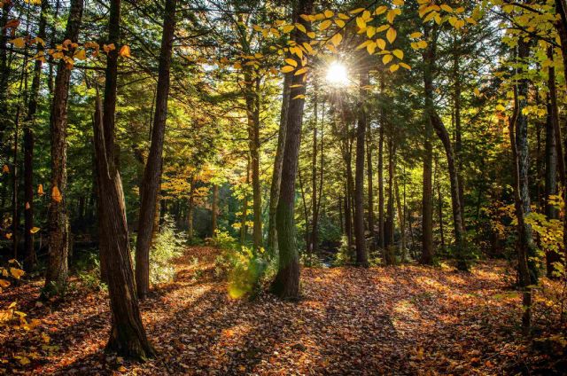 COPADE busca concienciar sobre el problema de la deforestación importada con el proyecto ‘’Bosques Vivos’’ - 1, Foto 1