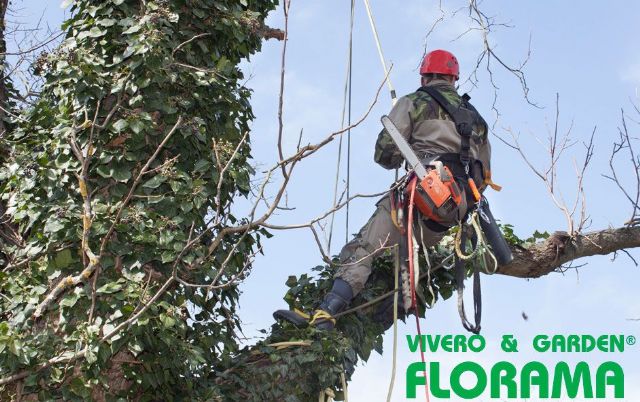 Guía esencial para la poda correcta de árboles: consejos y técnicas, por Podas Florama - 1, Foto 1