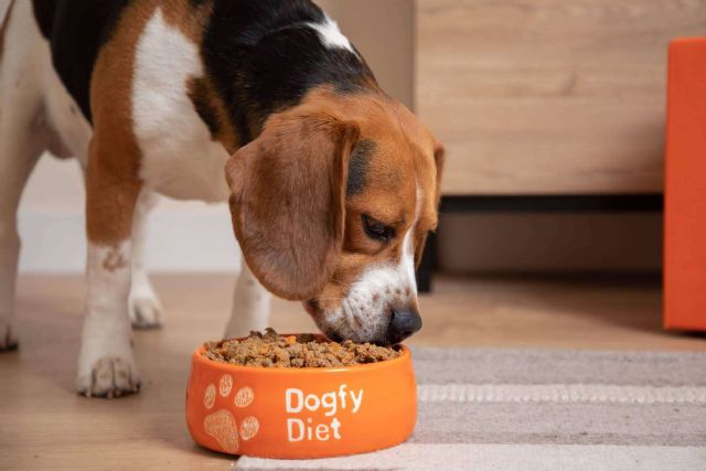 Dogfy Diet, alimentación natural para perros elaborada por expertos - 1, Foto 1