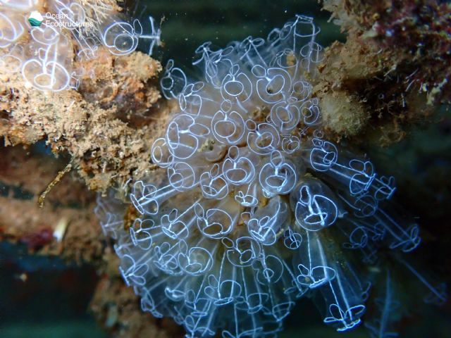 La tecnología española de Ocean Ecostructures y el movimiento Súmate al Oasis Azul 2030 al rescate de los mares - 1, Foto 1