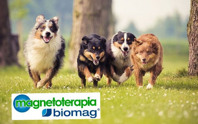 BIOMAG explica los beneficios de la magnetoterapia veterinaria - 1, Foto 1