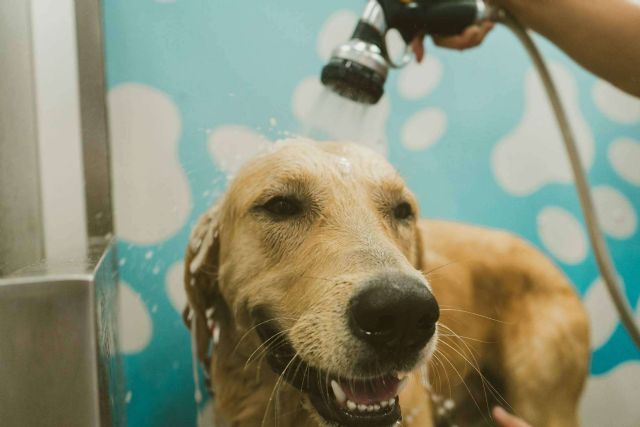 Chapoteando ofrece distintos servicios para alentar el bienestar y cuidado mascotas en España - 1, Foto 1