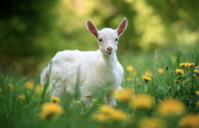 Bifeedoo prepara a los animales para la primavera con su pienso ecológico a granel - 1, Foto 1