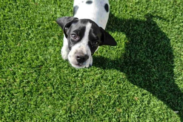 Los consejos y soluciones de Albergrass acerca del césped artificial para mascotas - 1, Foto 1