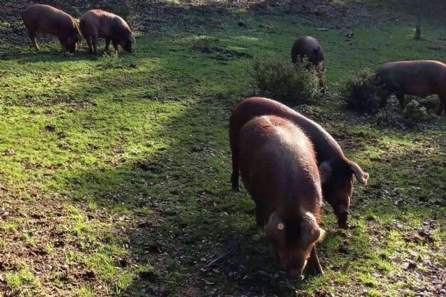 Finca Roncales, una labor basada en su pasión por el cerdo ibérico y el jamón ibérico - 1, Foto 1