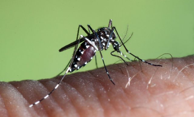 Los mosquitos adelantan su llegada y obligan a reforzar los planes de prevención y control de plagas - 1, Foto 1