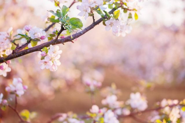 Algunos de los mejores lugares para visitar en coche durante esta primavera, por Eginer - 1, Foto 1